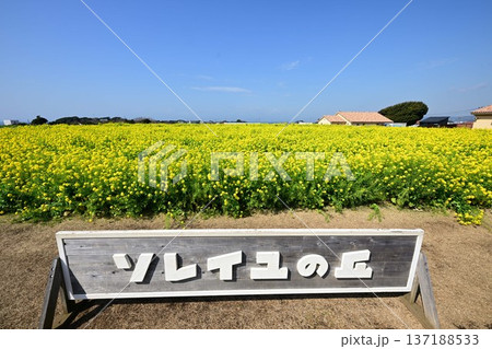 菜の花畑とソレイユの丘 137188533