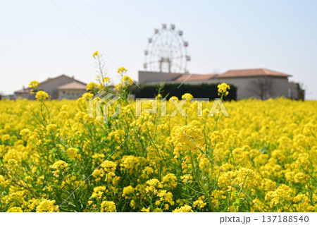 菜の花と観覧車 菜の花と観覧車 137188540