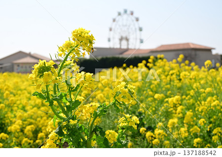 菜の花と観覧車 菜の花と観覧車 137188542