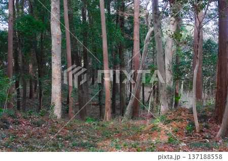 千葉県柏市野草保護地周辺2026年2月 137188558