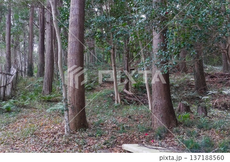 千葉県柏市野草保護地周辺2026年2月 137188560