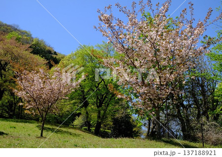 青空に映える八重桜と新緑の木々 【相模原市津久井 4月】 青空に映える八重桜と新緑の木々 【相模原市津久井 4月】 137188921