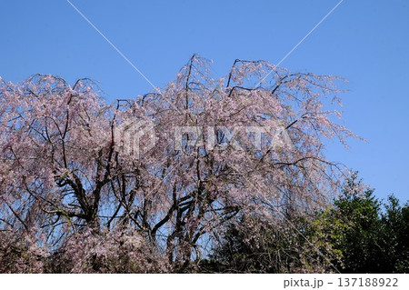 青空に映える枝垂れ桜 【相模原市津久井 4月】 青空に映える枝垂れ桜 【相模原市津久井 4月】 137188922