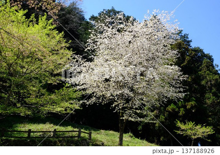 満開の山桜と木々 【相模原市津久井 4月】 満開の山桜と木々 【相模原市津久井 4月】 137188926