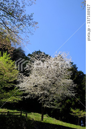 満開の山桜と山の樹木 【相模原市津久井 4月】 満開の山桜と山の樹木 【相模原市津久井 4月】 137188927