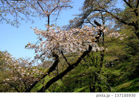 古木の八重桜　【相模原市津久井　4月】 137188930