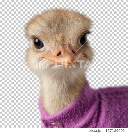 Cute watercolor ostrich portrait wearing a purple sweater 137189003