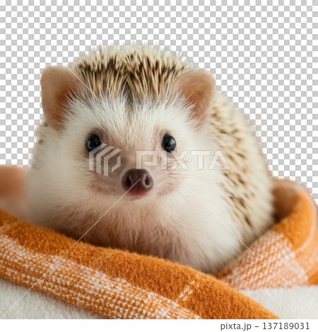 Adorable watercolor hedgehog wrapped in an orange blanket isolated 137189031