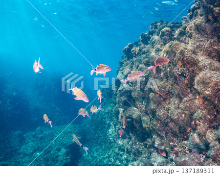 ホウライヒメジ、チョウチョウウオ、ニザダイ、メジナ他群れ。 137189311