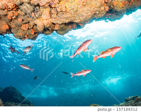 ホウライヒメジ、チョウチョウウオ、ニザダイ、メジナ他群れ。 137189312
