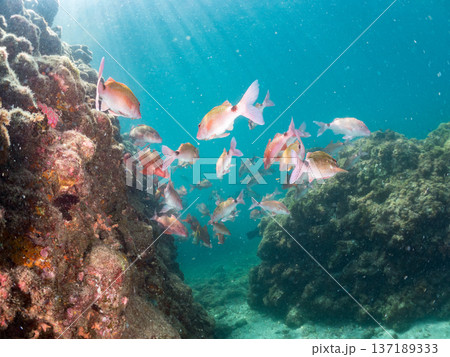 ホウライヒメジ、チョウチョウウオ、ニザダイ、メジナ他群れ。 137189333
