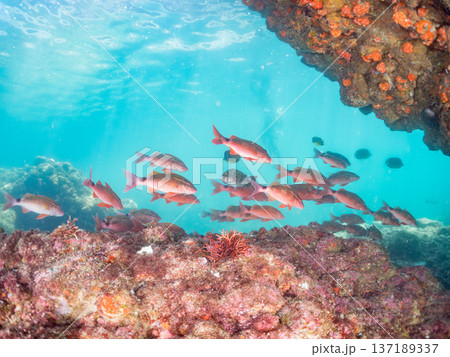 ホウライヒメジ、チョウチョウウオ、ニザダイ、メジナ他群れ。 137189337