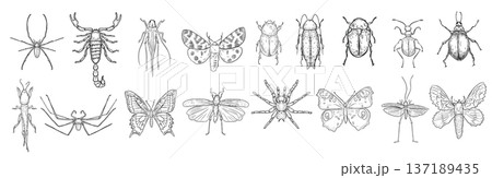 Hand drawn vector linear collection of various insects. Set of different bugs and butterflies black white illustrations hand painted. Outline drawing for entomology, biology, or nature themed design. 137189435