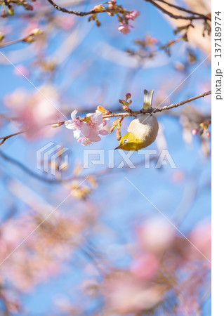 満開の河津桜とメジロ 満開の河津桜とメジロ 137189774
