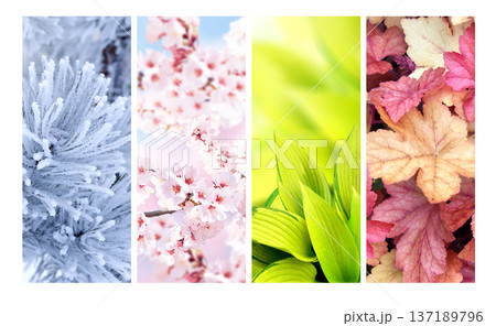 Set of nature banners depicting natural world. Four season of year. Each one features scene of nature, from snow of winter to vibrant leaves of fall. Perfect for showcasing of changing seasons Set of nature banners depicting natural world. Four season of year. Each one features scene of nature, from snow of winter to vibrant leaves of fall. Perfect for showcasing of changing seasons 137189796