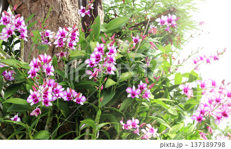Tropical scene with orchid flowers on sunny nature background. Horizontal banner with leaves of tropical plants and orchid flower of lilac color, Thailand. Lilac-hued orchid blossom 137189798