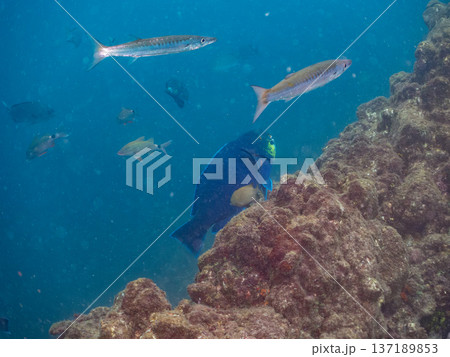 アオブダイ他群れ。ヒリゾ浜南伊豆町中木 静岡県伊豆半島-2025 日本有数のシュノーケリングスポット アオブダイ他群れ。ヒリゾ浜南伊豆町中木 静岡県伊豆半島-2025 日本有数のシュノーケリングスポット 137189853