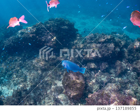 アオブダイ他群れ。ヒリゾ浜南伊豆町中木 静岡県伊豆半島-2025 日本有数のシュノーケリングスポット 137189855