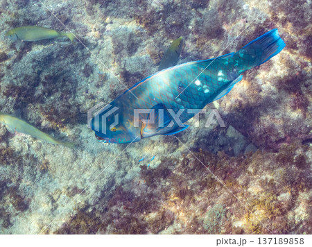 アオブダイ他群れ。ヒリゾ浜南伊豆町中木 静岡県伊豆半島-2025 日本有数のシュノーケリングスポット アオブダイ他群れ。ヒリゾ浜南伊豆町中木 静岡県伊豆半島-2025 日本有数のシュノーケリングスポット 137189858