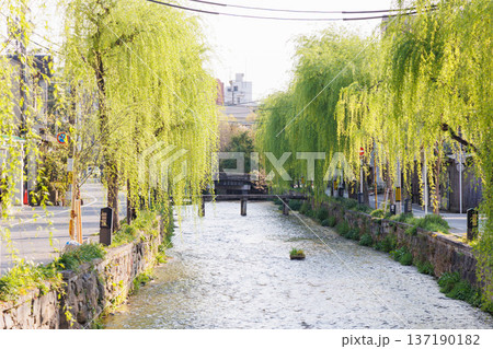 京都市東山区の白川に掛かる橋と柳並木 137190182