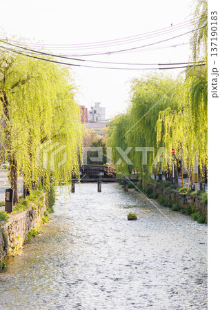 京都市東山区の白川に掛かる橋と柳並木 京都市東山区の白川に掛かる橋と柳並木 137190183