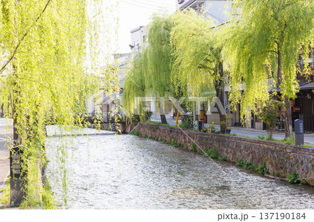 京都市東山区の白川に掛かる橋と柳並木 京都市東山区の白川に掛かる橋と柳並木 137190184