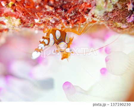 イソギンチャクモエビ他。ヒリゾ浜南伊豆町中木 静岡県伊豆半島-2025 日本有数のシュノーケリングス 137190230