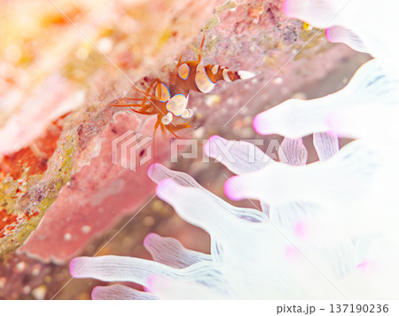 イソギンチャクモエビ他。ヒリゾ浜南伊豆町中木 静岡県伊豆半島-2025 日本有数のシュノーケリングス 137190236