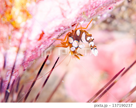 イソギンチャクモエビ他。ヒリゾ浜南伊豆町中木 静岡県伊豆半島-2025 日本有数のシュノーケリングス 137190237