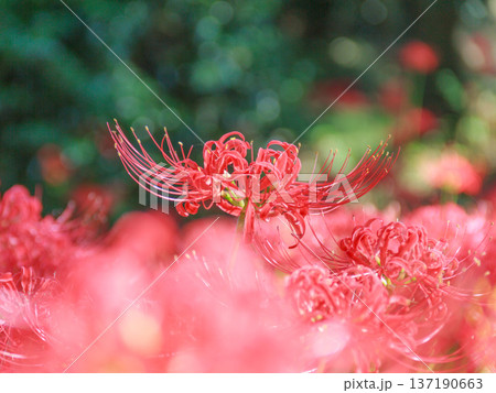 秋の陽射しを浴びる彼岸花 秋の陽射しを浴びる彼岸花 137190663
