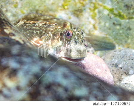 波打ち際のカエルウオ。ヒリゾ浜南伊豆町中木 静岡県伊豆半島-2025 日本有数のシュノーケリングスポ 波打ち際のカエルウオ。ヒリゾ浜南伊豆町中木 静岡県伊豆半島-2025 日本有数のシュノーケリングスポ 137190675