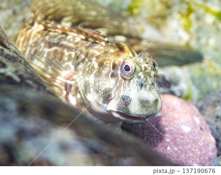 波打ち際のカエルウオ。ヒリゾ浜南伊豆町中木 静岡県伊豆半島-2025 日本有数のシュノーケリングスポ 137190676
