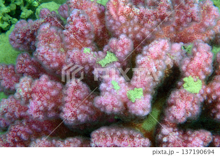 nice coral reef in the Egypt, Safaga nice coral reef in the Egypt, Safaga 137190694