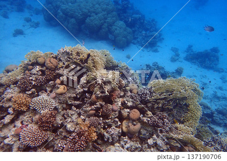 nice coral reef in the Egypt, Safaga nice coral reef in the Egypt, Safaga 137190706
