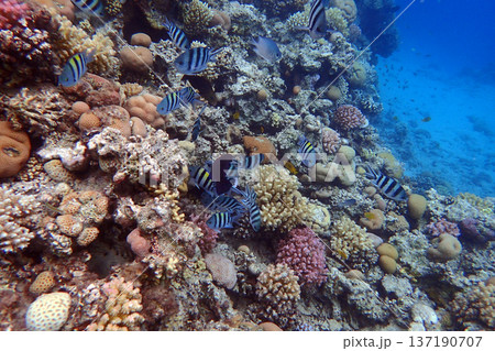 nice coral reef in the Egypt, Safaga nice coral reef in the Egypt, Safaga 137190707