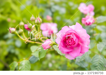 ピンクの薔薇 ボスコベル ピンクの薔薇 ボスコベル 137190730