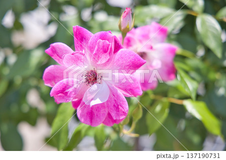ピンクの薔薇 ブリリアントピンクアイスバーグ ピンクの薔薇 ブリリアントピンクアイスバーグ 137190731