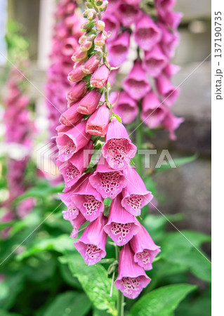 ジギタリスの花 ジギタリスの花 137190735