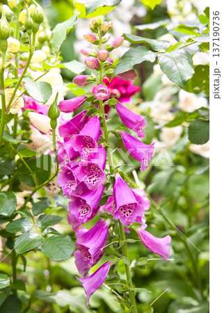 ジギタリスの花 ジギタリスの花 137190736