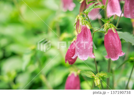 ホタルブクロの花 ホタルブクロの花 137190738