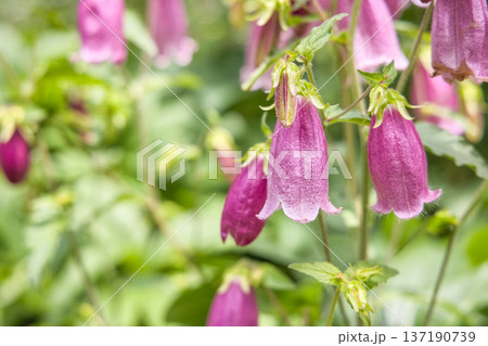 ホタルブクロの花 137190739