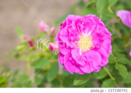 ピンクの薔薇　食香バラ　エディブルフラワー 137190741