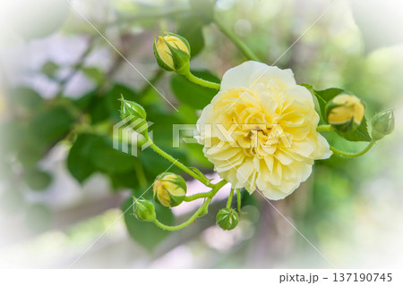 黄色いバラ ティージングジョージア 黄色いバラ ティージングジョージア 137190745