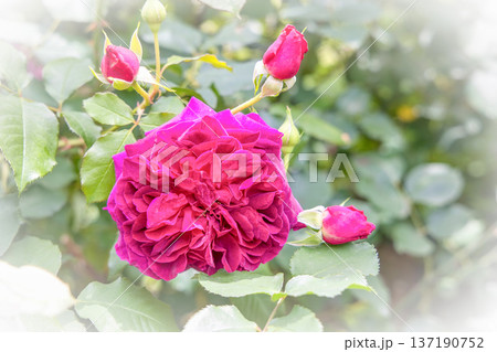 赤い薔薇　フランシス デュブリュイ 137190752