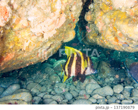 テングダイ他。ヒリゾ浜南伊豆町中木 静岡県伊豆半島-2025 日本有数のシュノーケリングスポット。 テングダイ他。ヒリゾ浜南伊豆町中木 静岡県伊豆半島-2025 日本有数のシュノーケリングスポット。 137190879