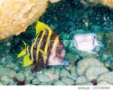 テングダイ他。ヒリゾ浜南伊豆町中木 静岡県伊豆半島-2025 日本有数のシュノーケリングスポット。 137190883