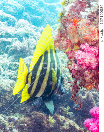 テングダイ他。ヒリゾ浜南伊豆町中木 静岡県伊豆半島-2025 日本有数のシュノーケリングスポット。 137190884