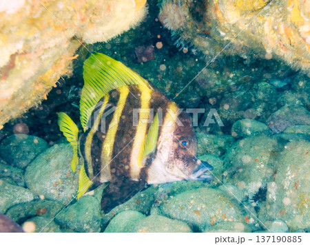 テングダイ他。ヒリゾ浜南伊豆町中木 静岡県伊豆半島-2025 日本有数のシュノーケリングスポット。 テングダイ他。ヒリゾ浜南伊豆町中木 静岡県伊豆半島-2025 日本有数のシュノーケリングスポット。 137190885