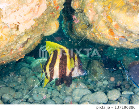テングダイ他。ヒリゾ浜南伊豆町中木 静岡県伊豆半島-2025 日本有数のシュノーケリングスポット。 137190886