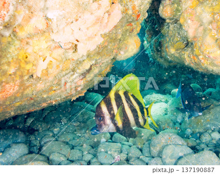 テングダイ他。ヒリゾ浜南伊豆町中木 静岡県伊豆半島-2025 日本有数のシュノーケリングスポット。 テングダイ他。ヒリゾ浜南伊豆町中木 静岡県伊豆半島-2025 日本有数のシュノーケリングスポット。 137190887